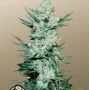 Cannabis seeds TANGIE Auto from Fast Buds